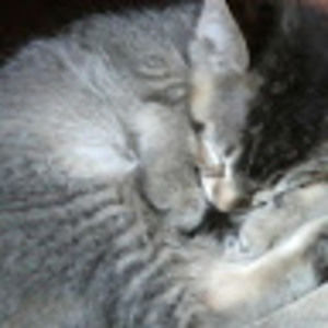 Meet your Posher, Addie